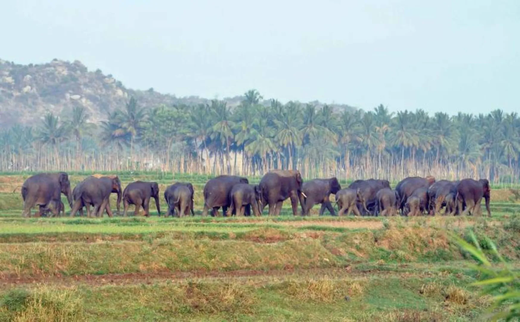KRISHNAGIRI DISTRICT THALLY FOREST AREA ELEPHANTS INCIDENT 